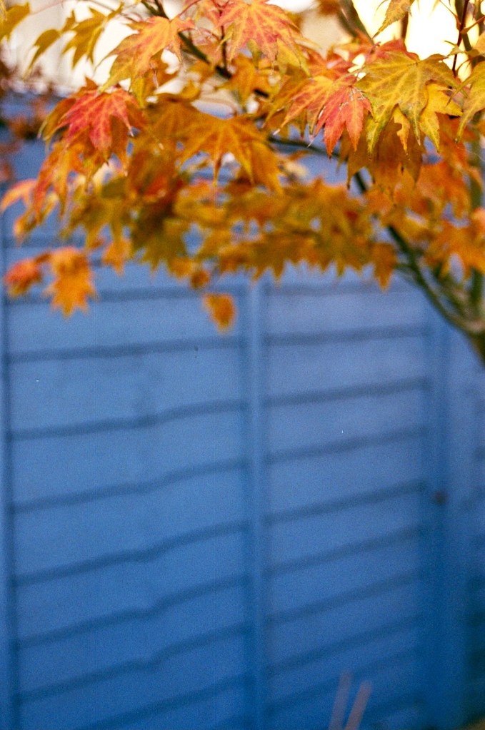 Maple Orange and Blue