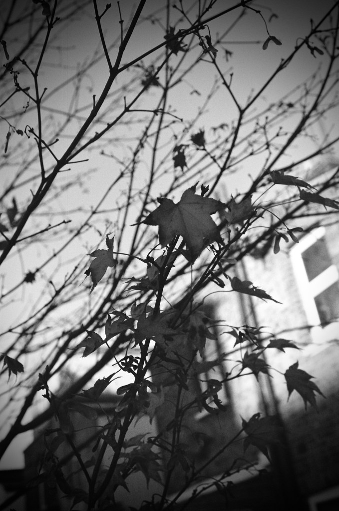 Winter Leaves